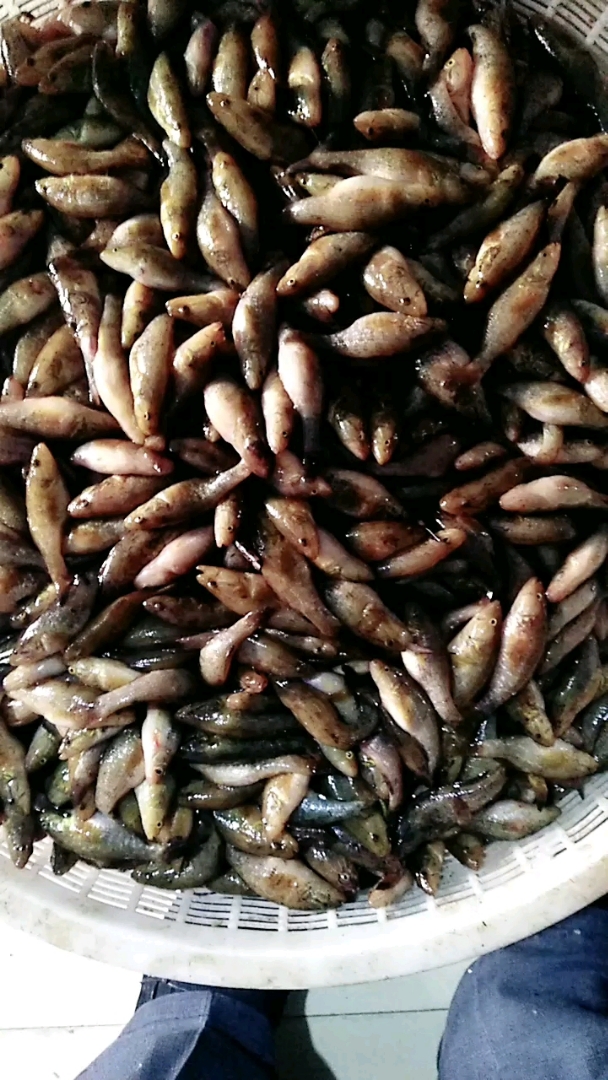 漂亮吧!小老头鱼