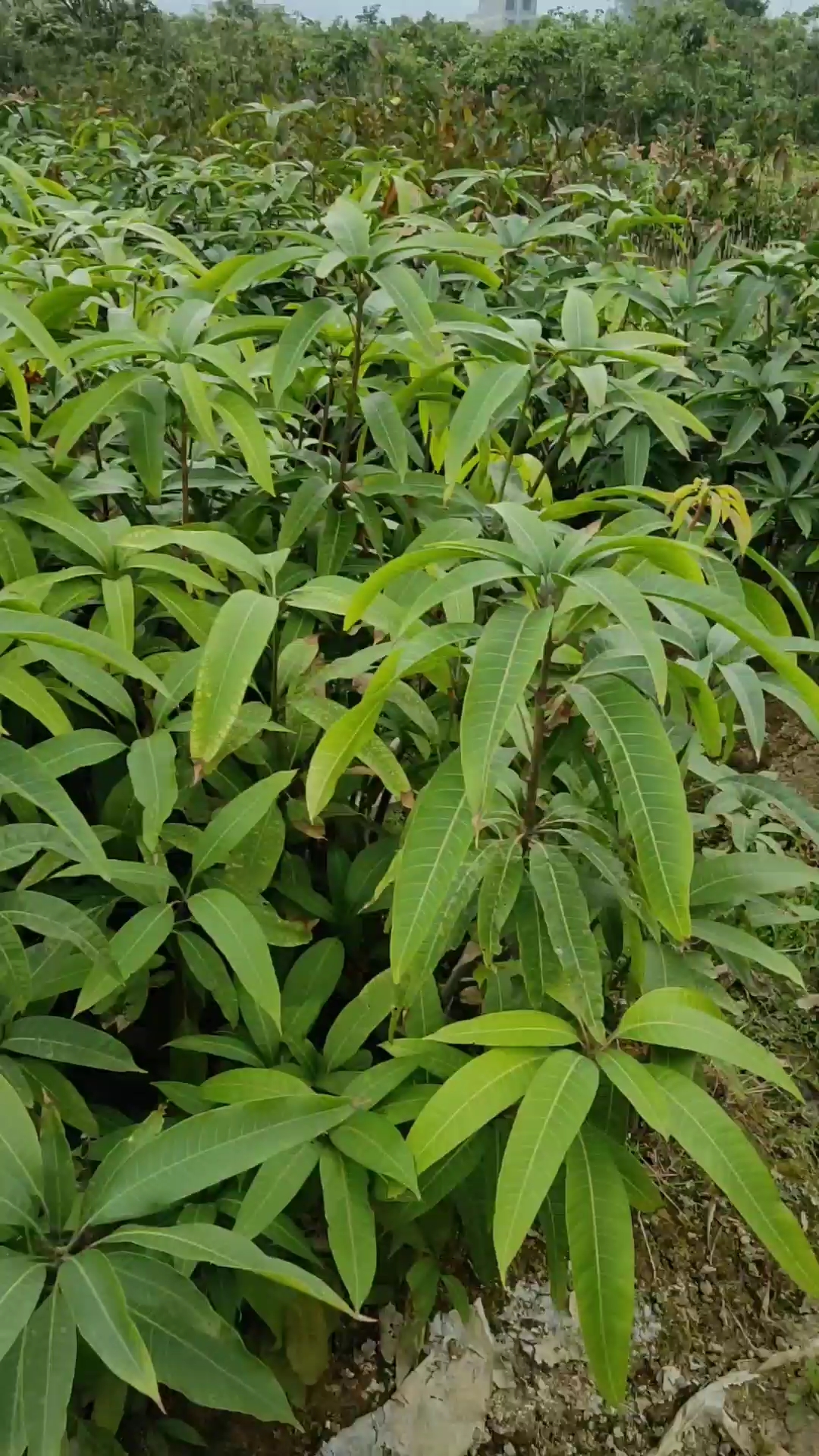 金煌芒果苗开了好多花,当年种当年结果了