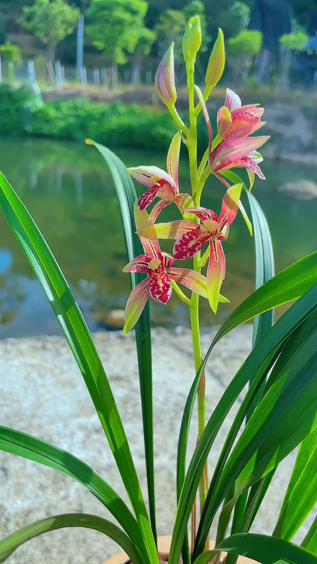 兰花#人生四季皆风景,淡静平和心自安.