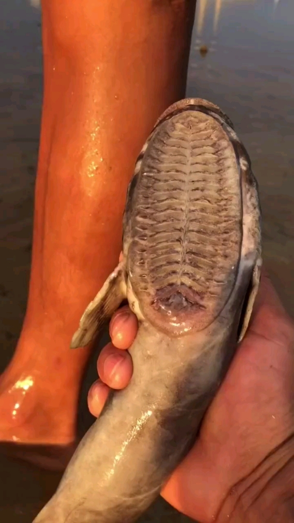 吸盘鱼,大海中最懒的鱼