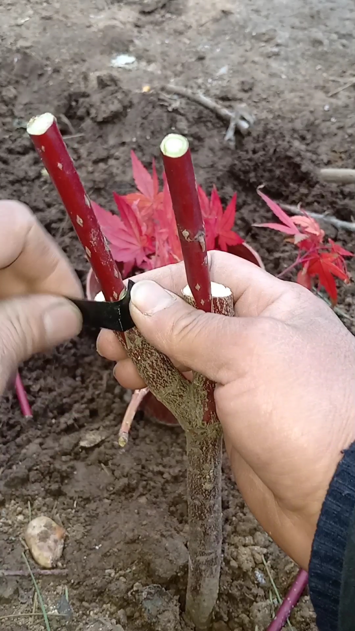 嫁接高手#这是嫁接四季红枫技术,世界第一技术值得学习