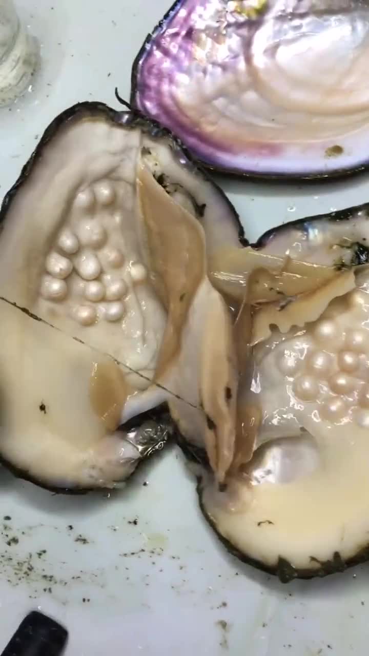 开蚌取珠开个多珠蚌第二颗珠子颜色好漂亮