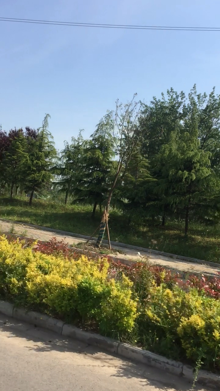 江苏省徐州市睢宁县公园