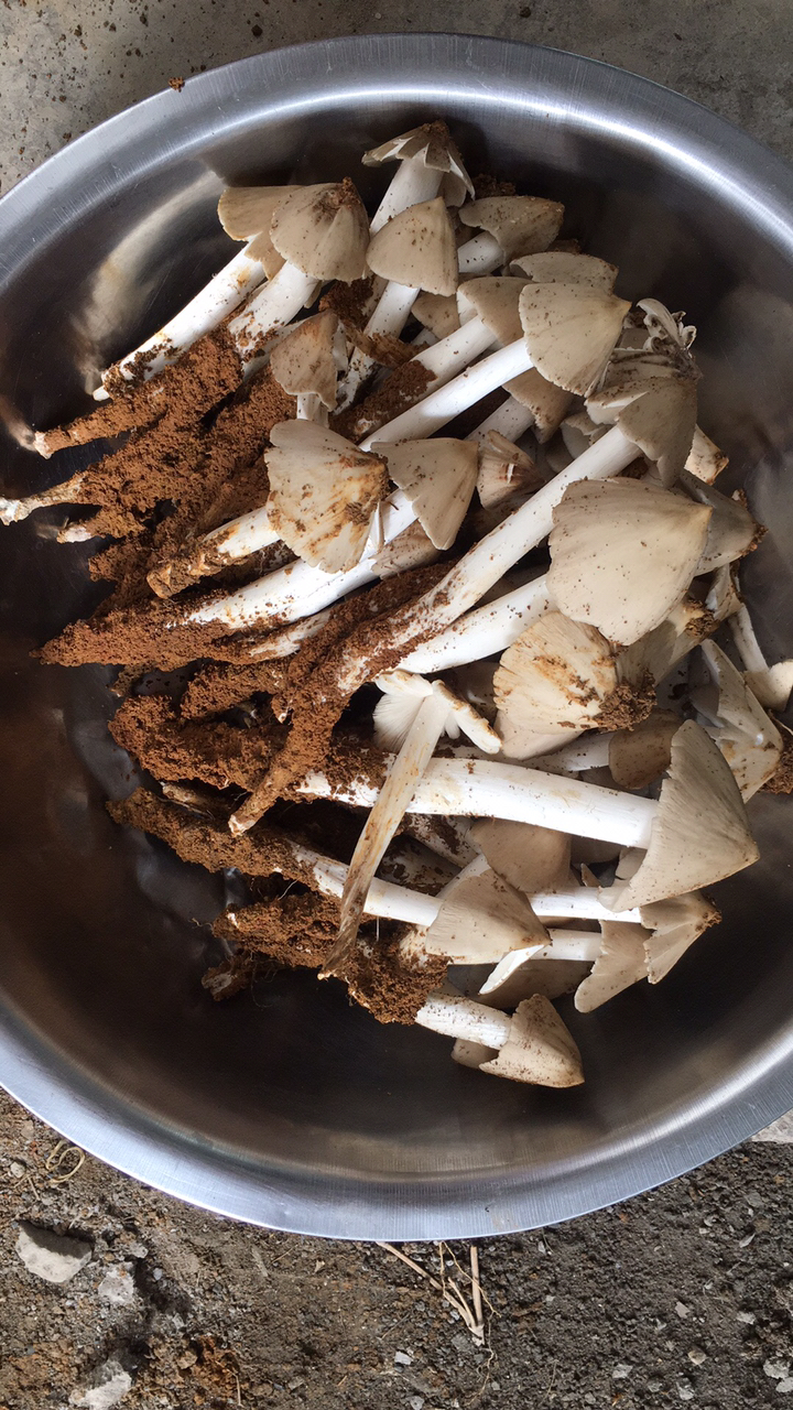 每年6月才有的夏至菌又名(鸡枞菌),煲鸡汤美味又营养-度小视