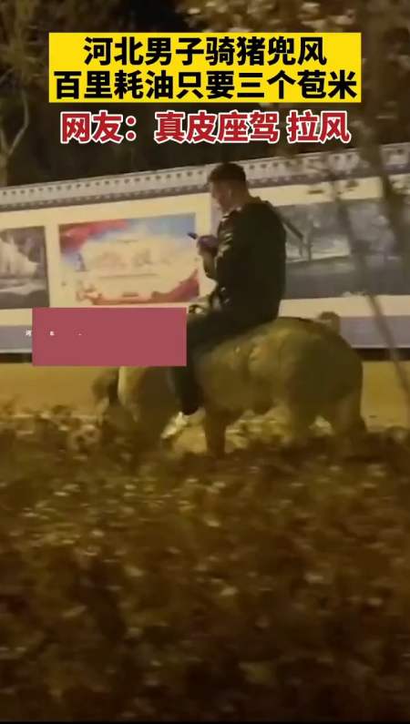 河北男子骑猪玩手机兜风 ,网友:真皮座驾,拉风!