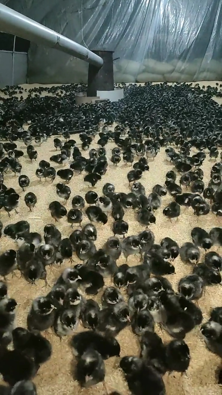 芦花鸡苗看看刚送到客户家的芦花鸡苗