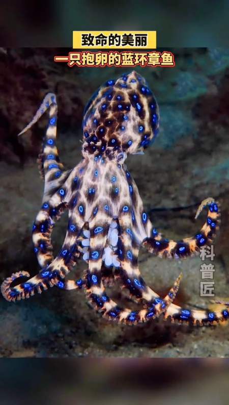 蓝环章鱼的体型只有高尔夫球大小,但属于致命的剧毒生物之一,它会用很