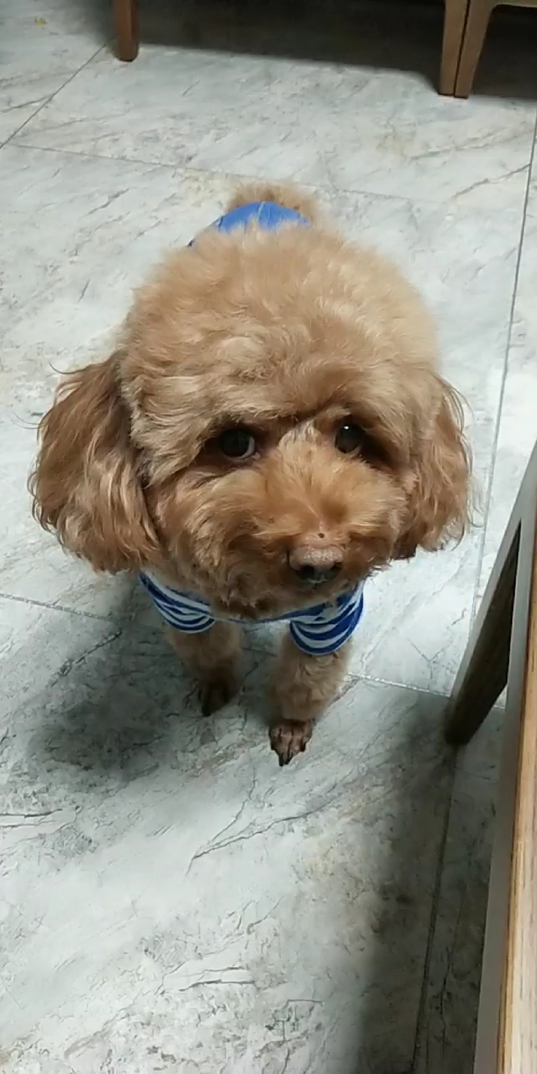 小毛孩儿太坏了.