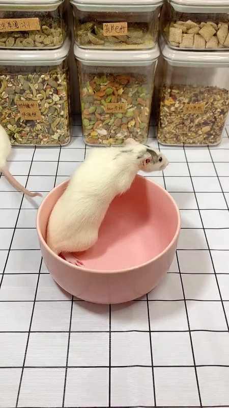 仓鼠#花枝鼠两只花枝鼠今天吃点啥呢?嘿嘿,想必各位都已经开学了吧!