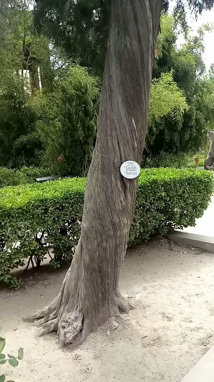 拧着劲长的树,你见过吗?