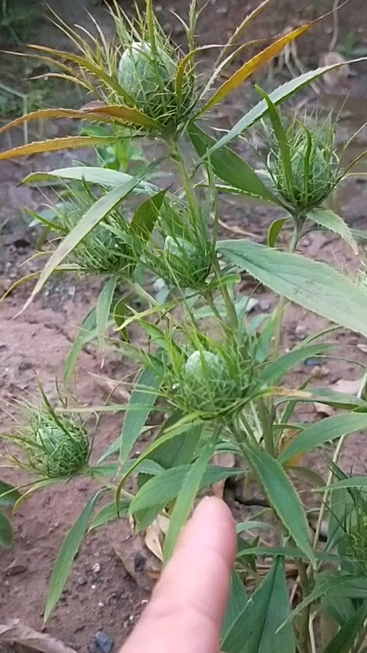 白术