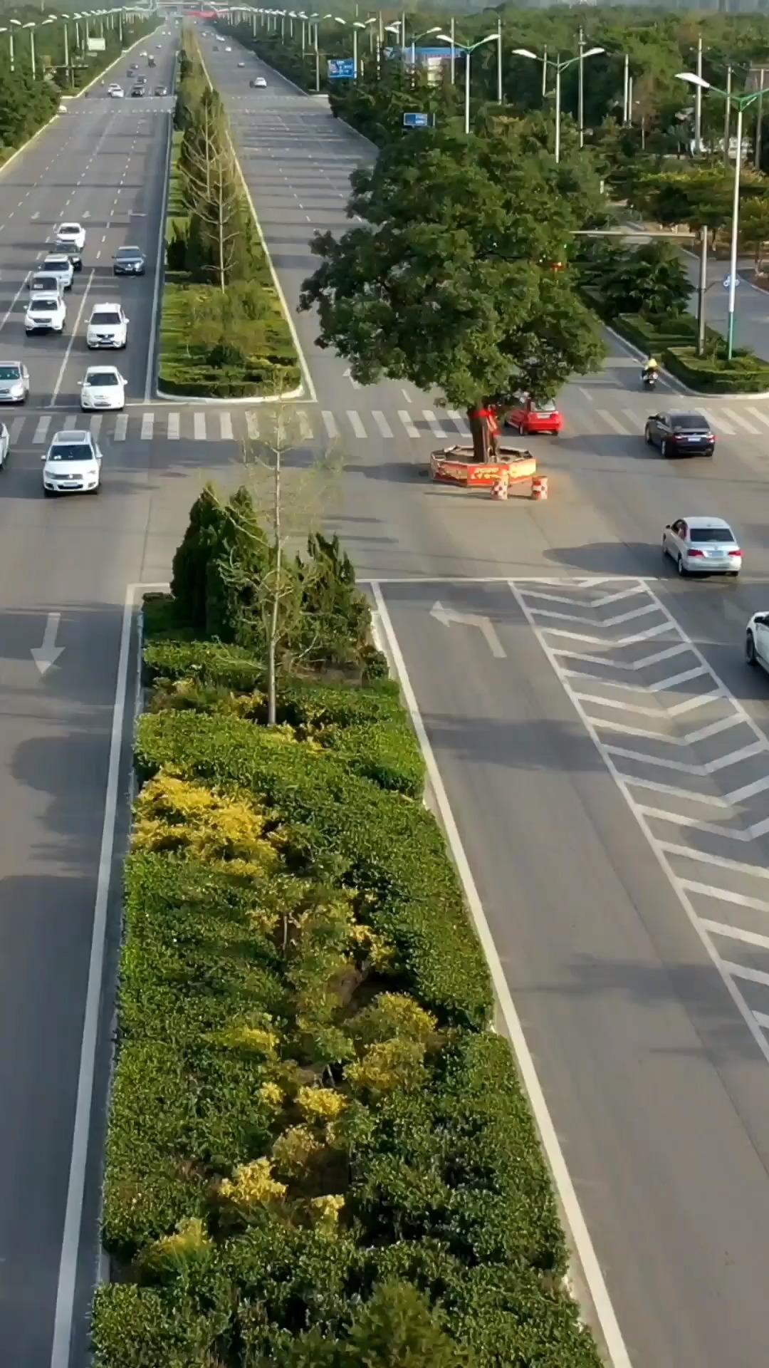 河津龙门大道上的"钉子树",一钉就是上千年,至今没人敢动!