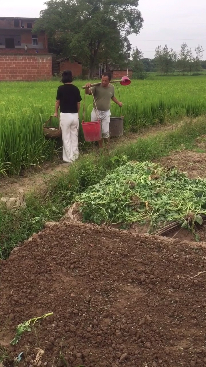 乡村生活#农村田坎狭,挑粪的大叔让路摘菜妇女,结果二人各摔倒左右俩