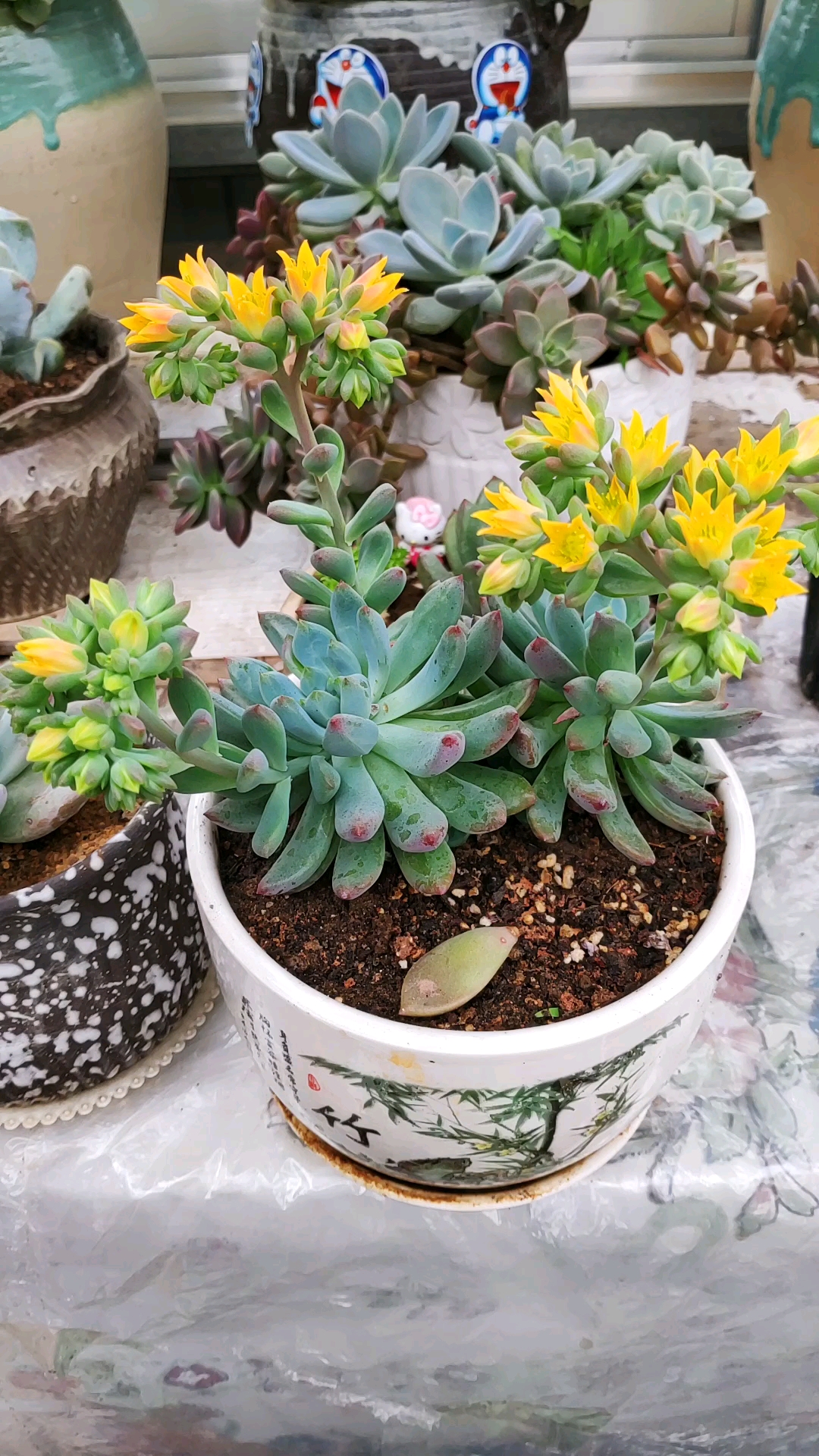 今日立夏#我的花花草草,肉肉蓝苹果开花漂亮吗?