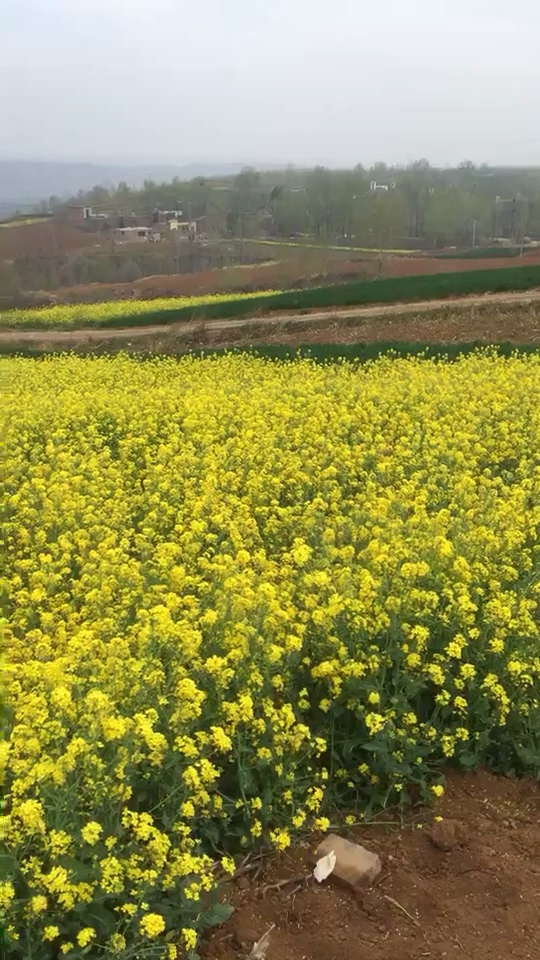 大嵩县大坪乡油菜花绝世盛开 美盖了