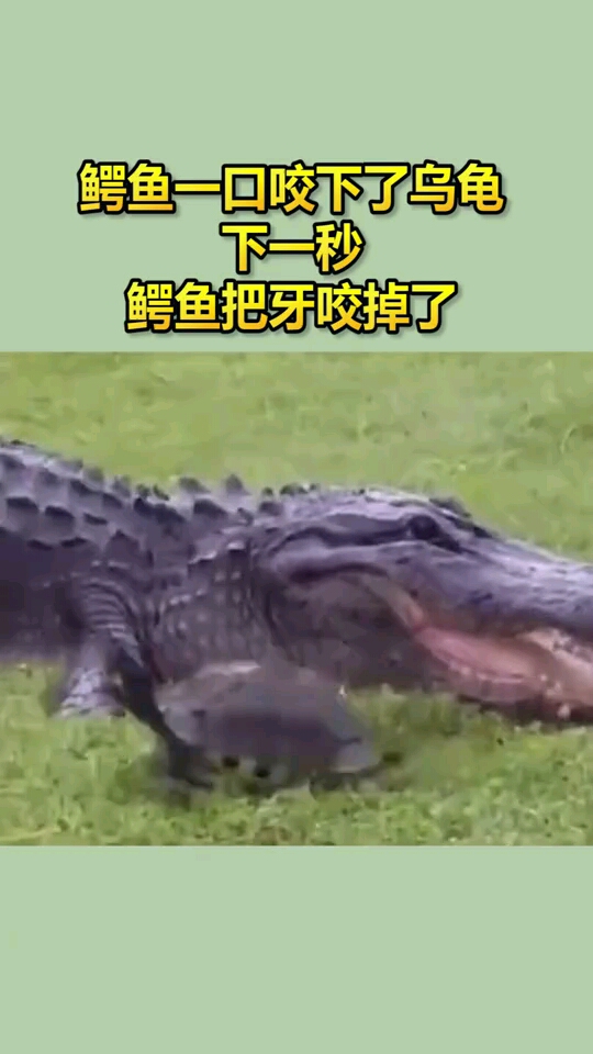 鳄鱼对乌龟下了巨口不料把自己的牙咯掉了