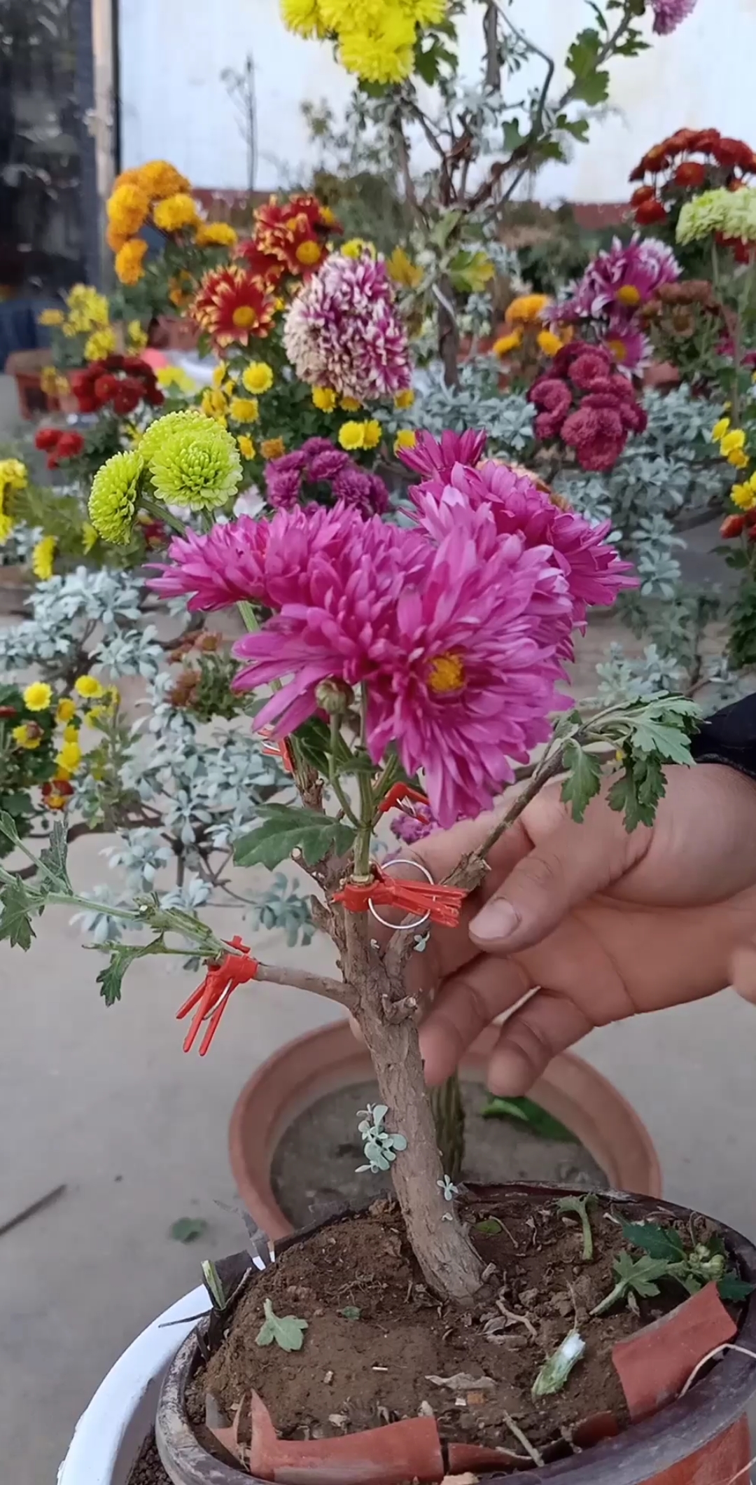 这是嫁接高手劈接几十种菊花技术最佳季节是春季你学会了吗