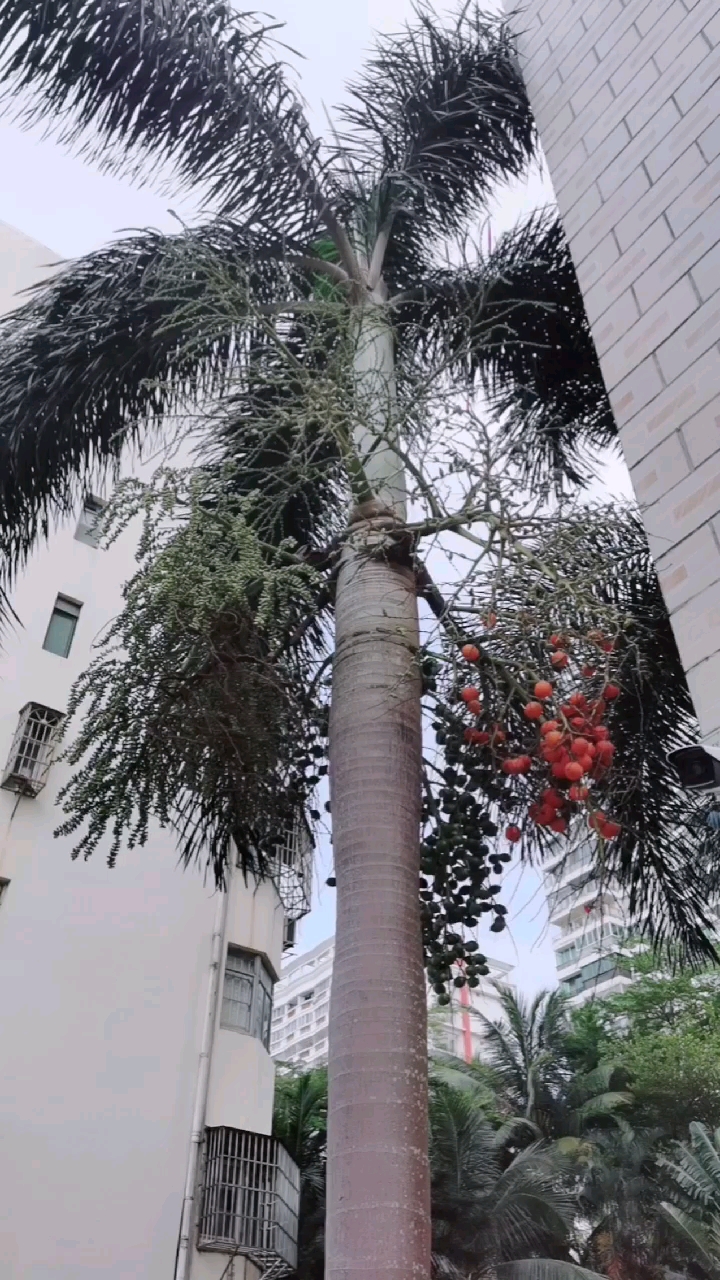 狐尾椰子,观赏植物.