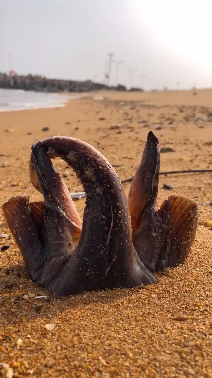 這是魚?這是長了兩條腿嘛