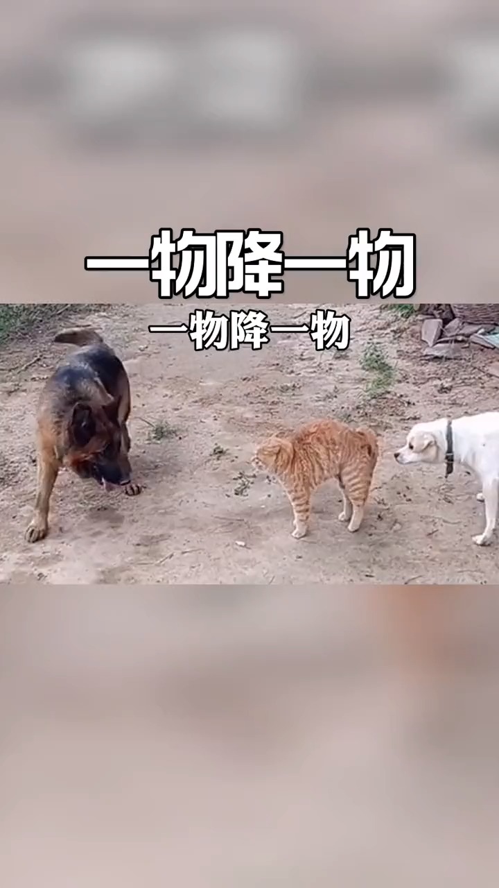 一物降一物搞笑配音,搞笑视频,搞笑配音