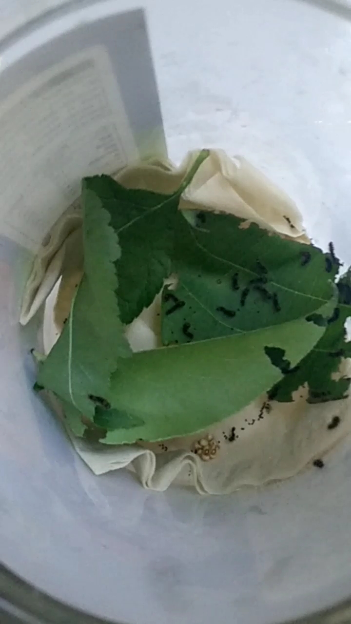 绿尾大蚕蛾一龄幼虫第二天,比第一天长了好多,它们不吃樱桃叶