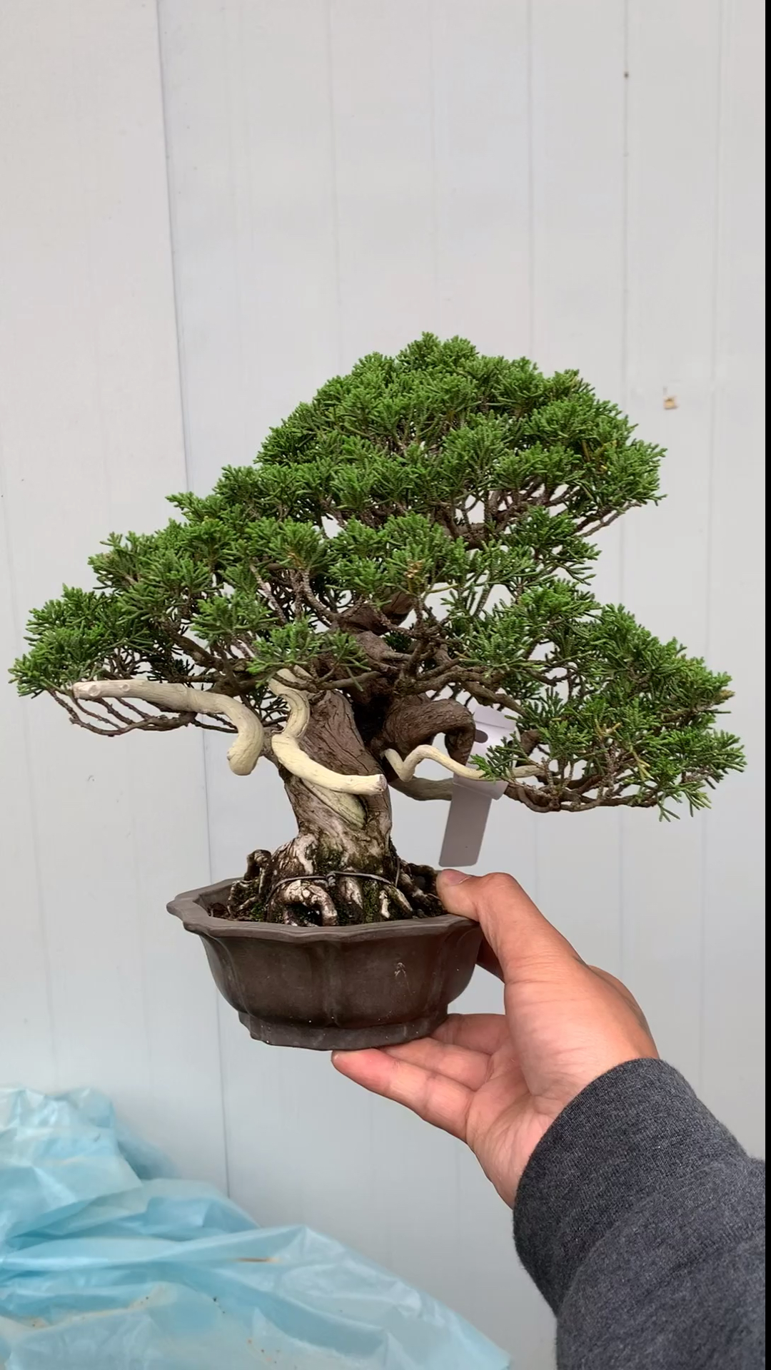 进口系鱼川真柏盆景