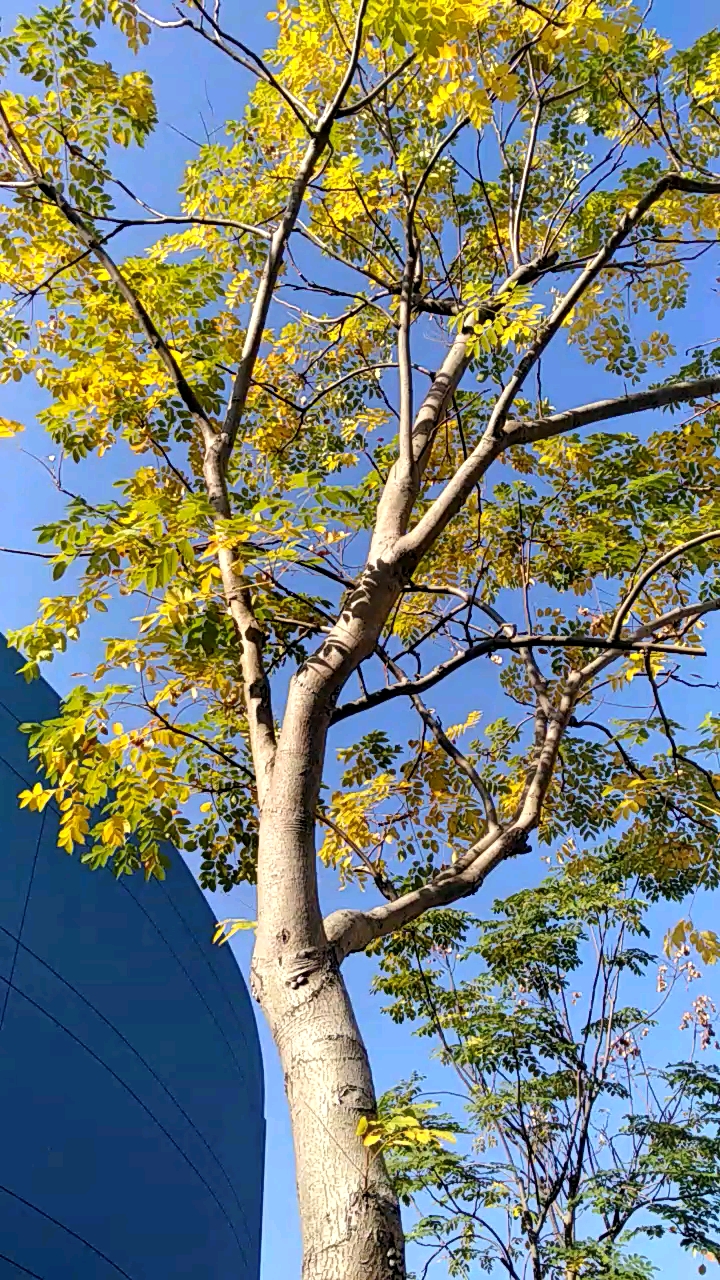 黄山栾树的叶子变黄了 蓝天之下好美