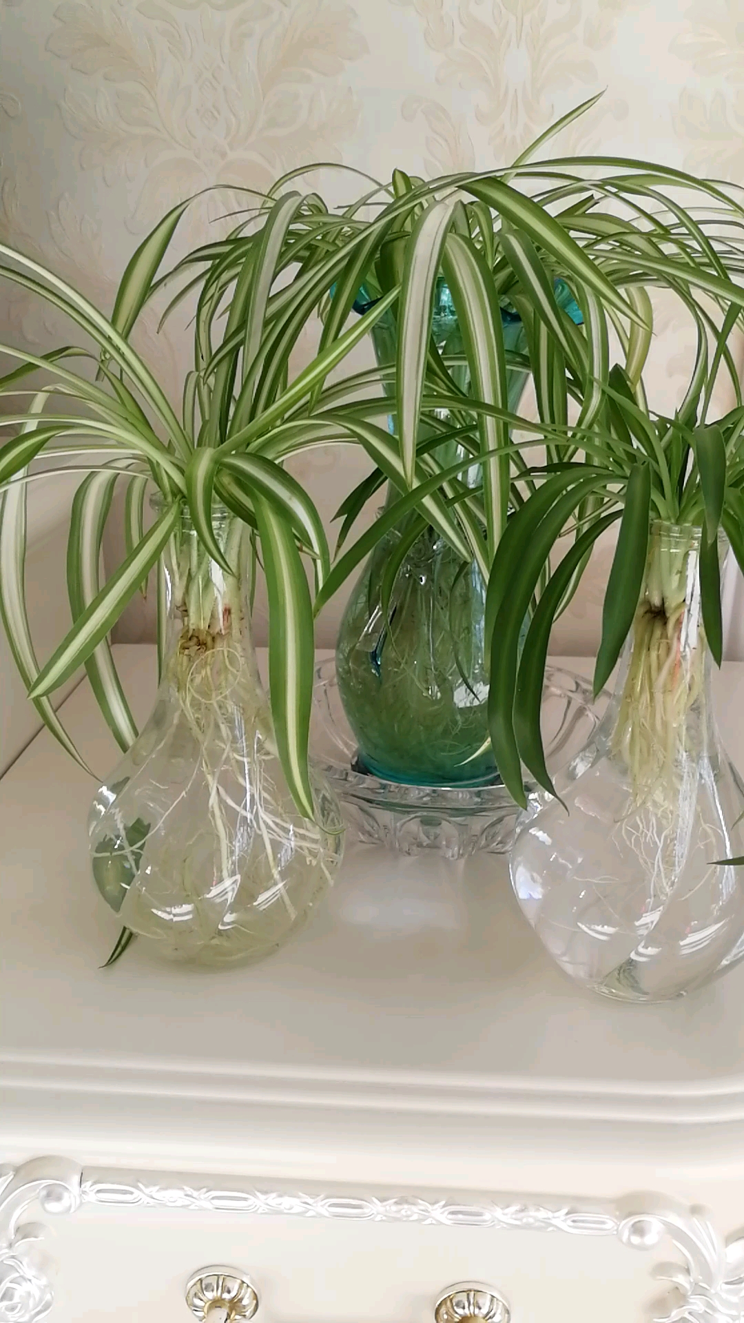 水培吊兰水培吊兰