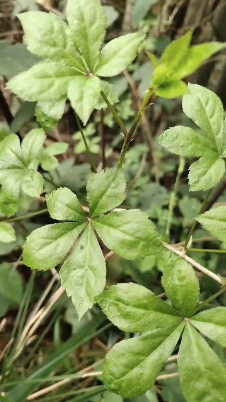刚到地方就发现了一大片刺五加,我得挖点根回去吃吃.五加皮你们那有吗