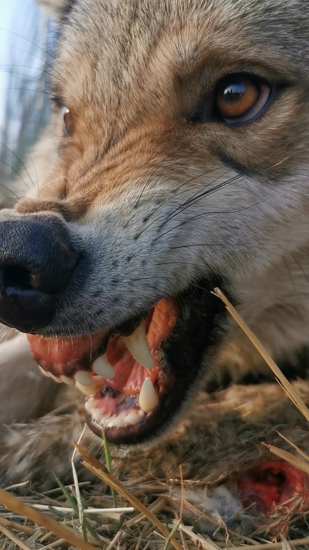 大公狼凶狠的眼神瞬间突袭了导演