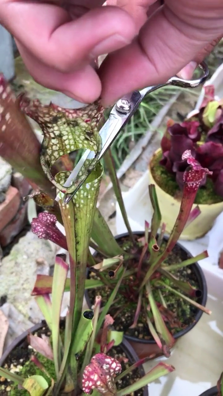 剖腹看看瓶子草里有多少虫子