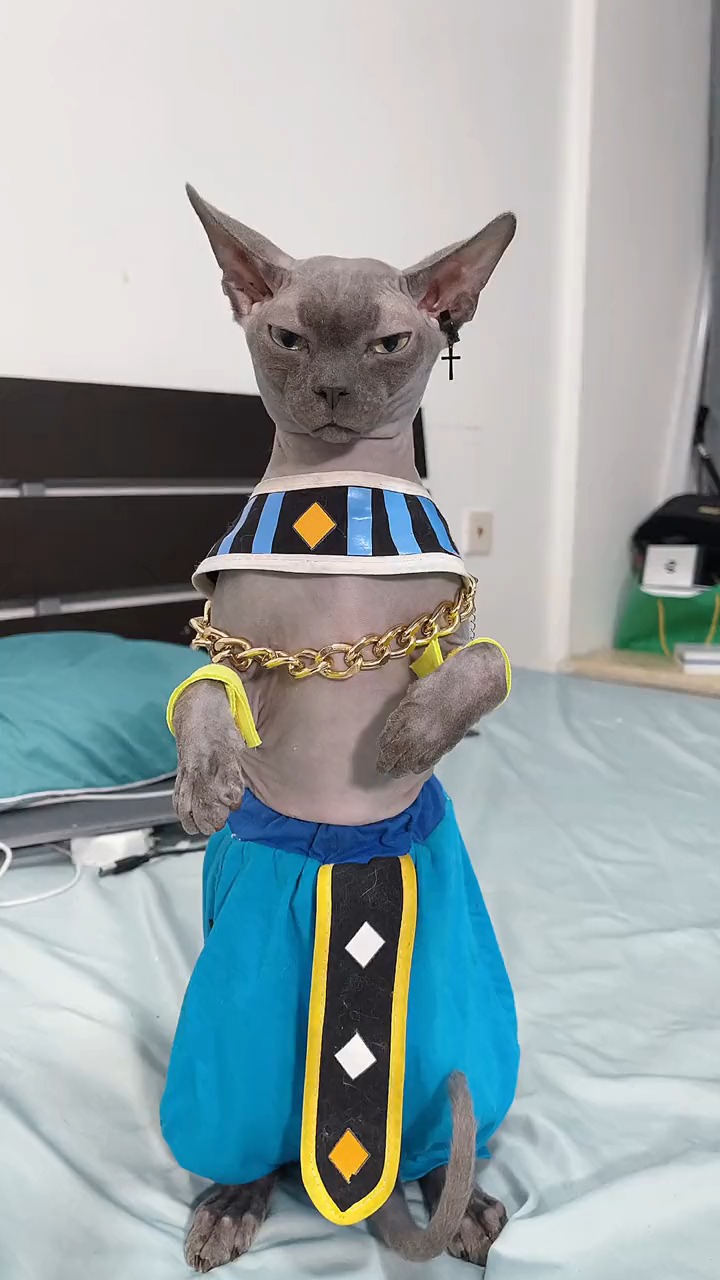 猫#本来想加个配乐,但是感觉布鲁斯此时是无声胜有声