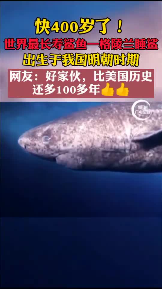 北冰洋发现快400岁格陵兰睡鲨,为世界最长寿鲨鱼.