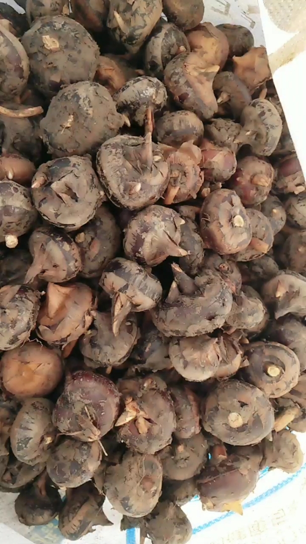 纯天然马蹄!有喜欢的吗?