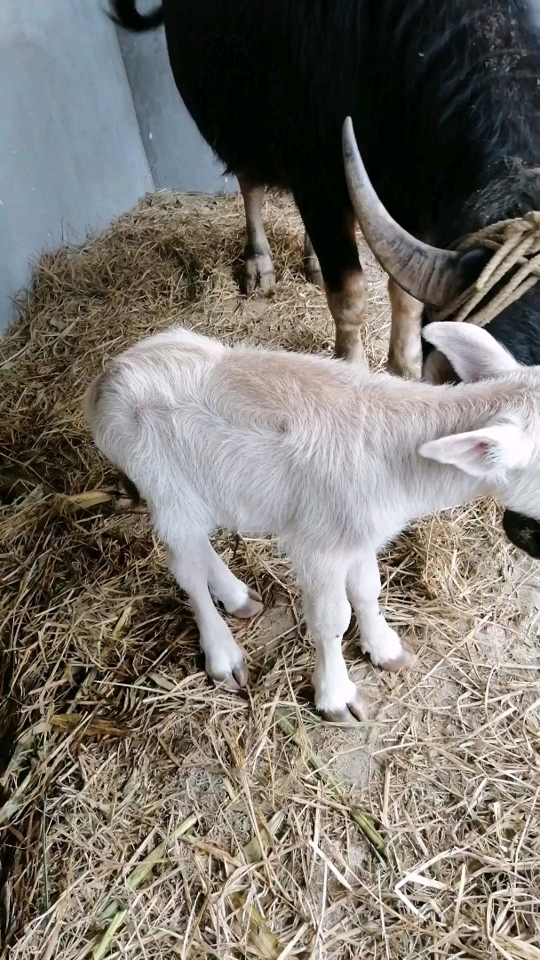 小白牛,你们有见过吗?