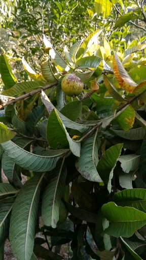 云南腾冲野生老缅桃,也叫番石榴.你们吃过嘛-度小视