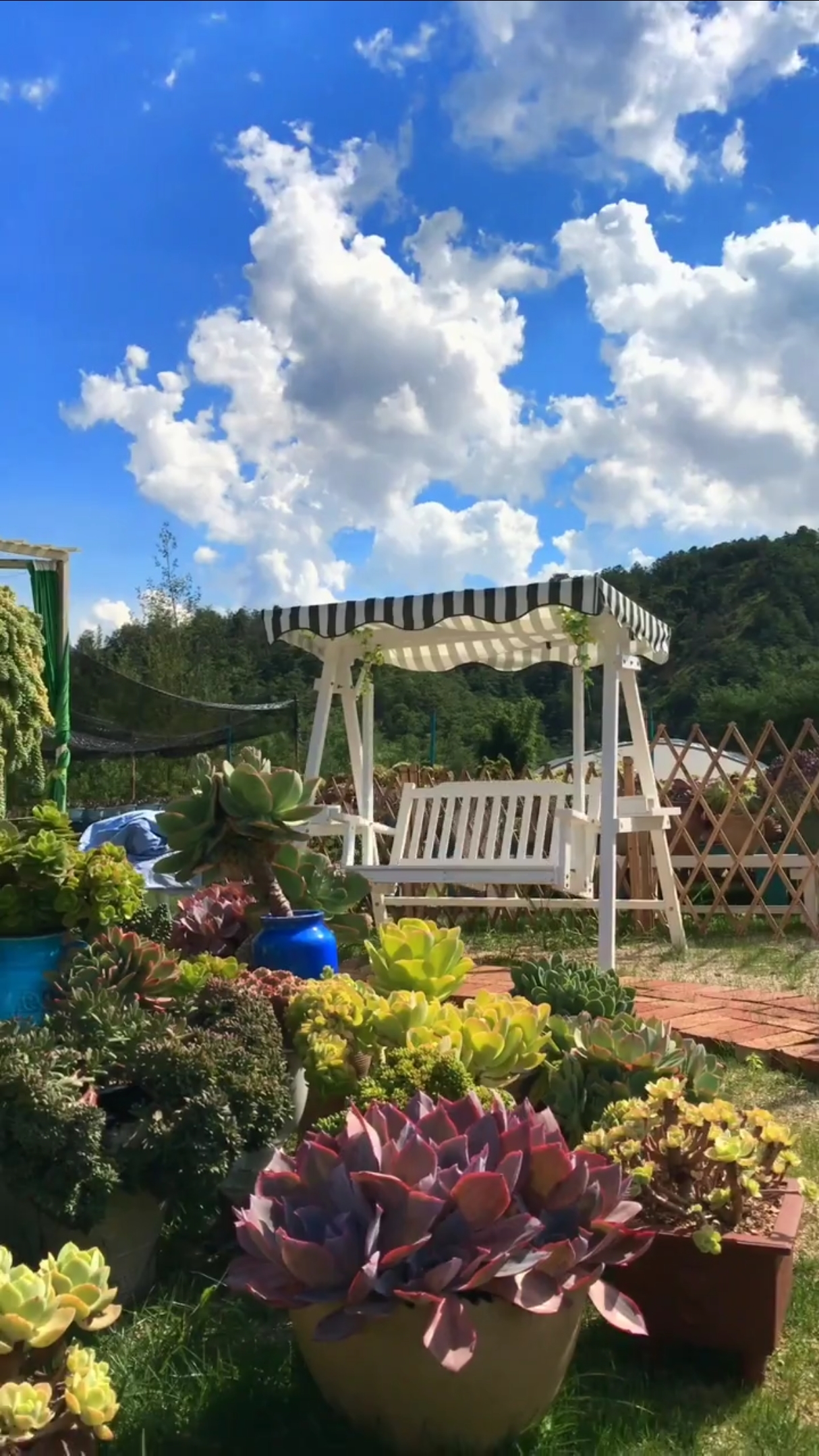 我的小花园#多肉的世界