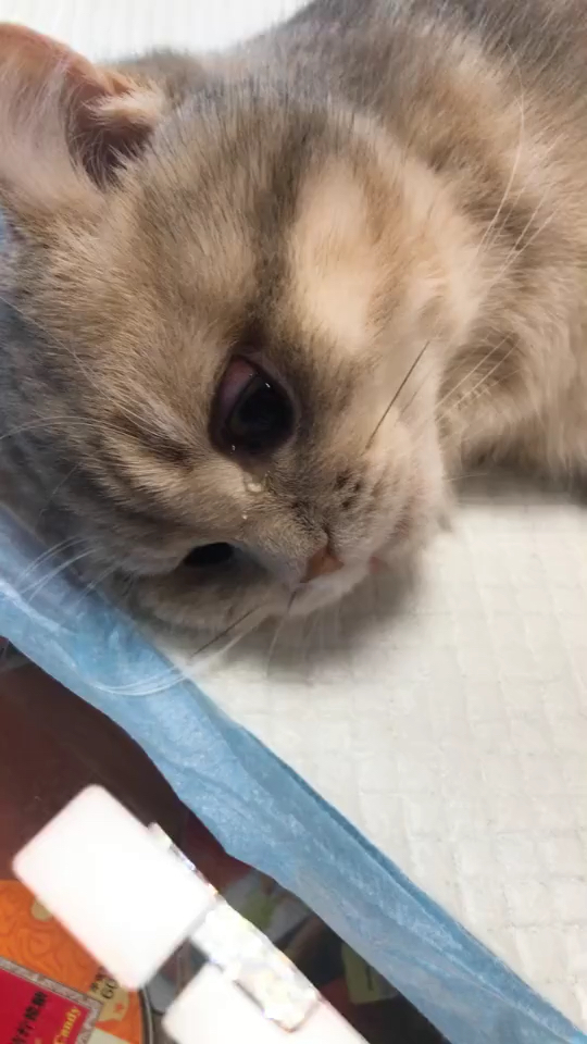 刚做了绝育 可怜的宝宝 这生无可恋的小眼神