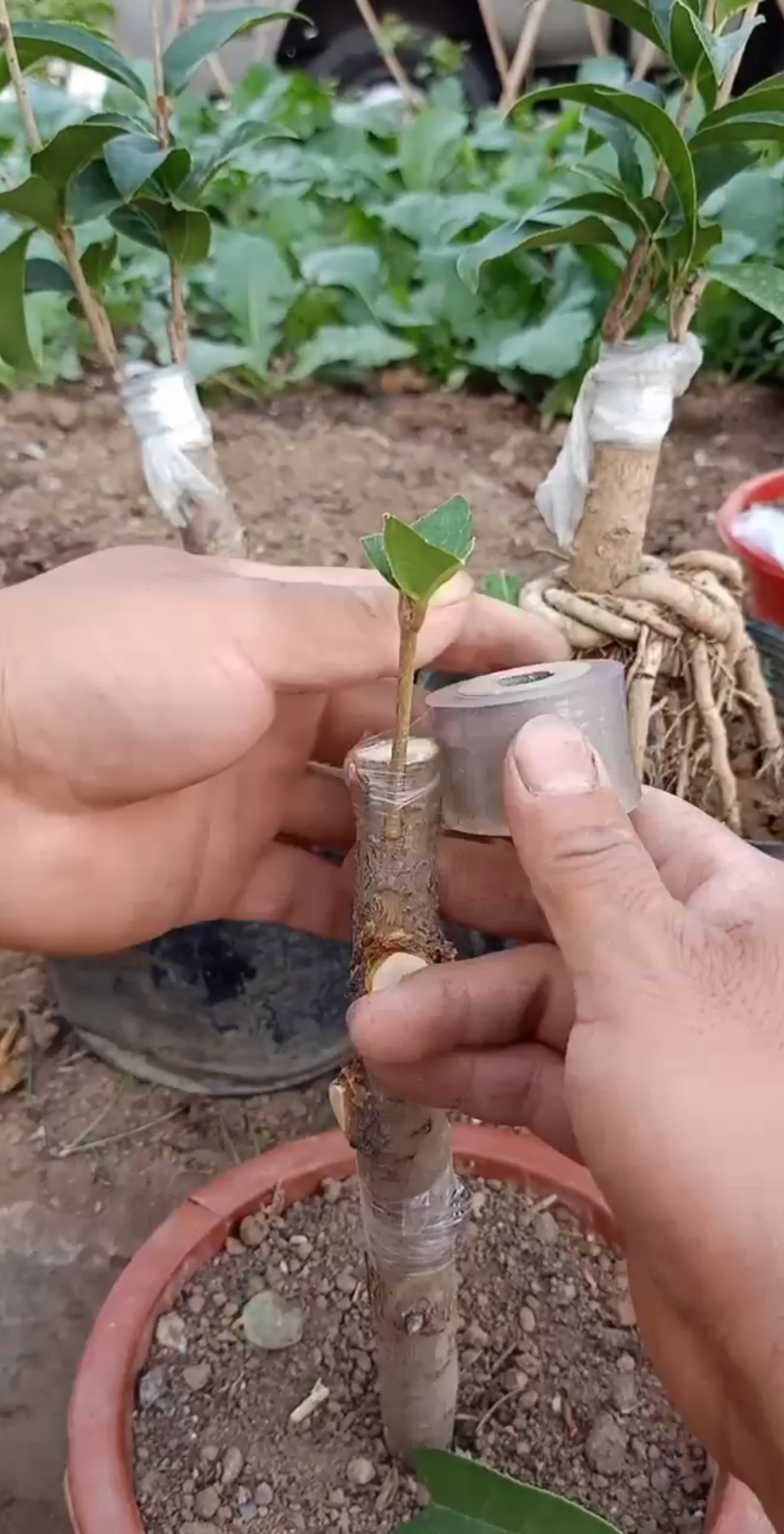 桂花嫁接方法图片