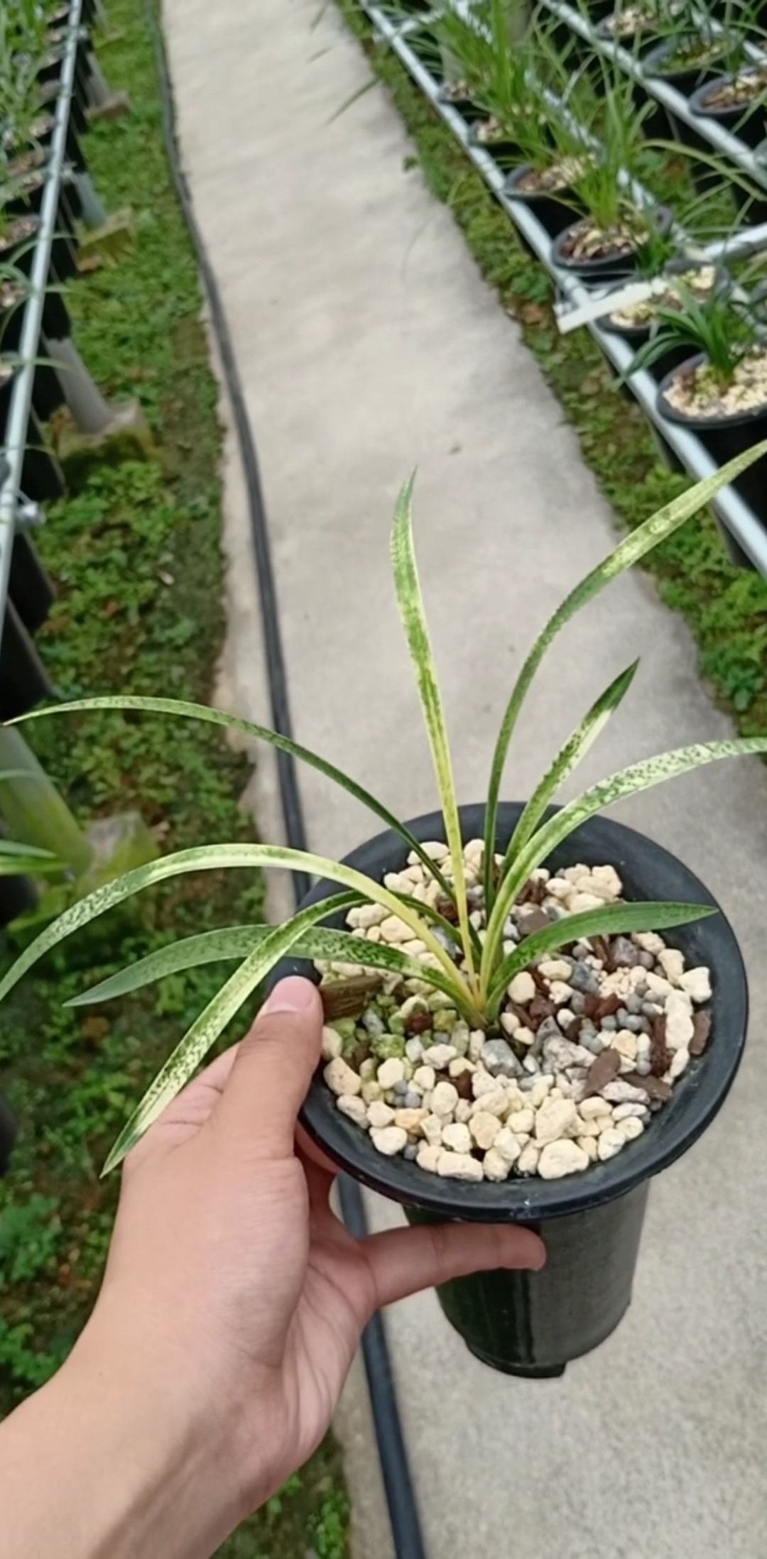 魩仔鱼春兰蛇皮斑艺