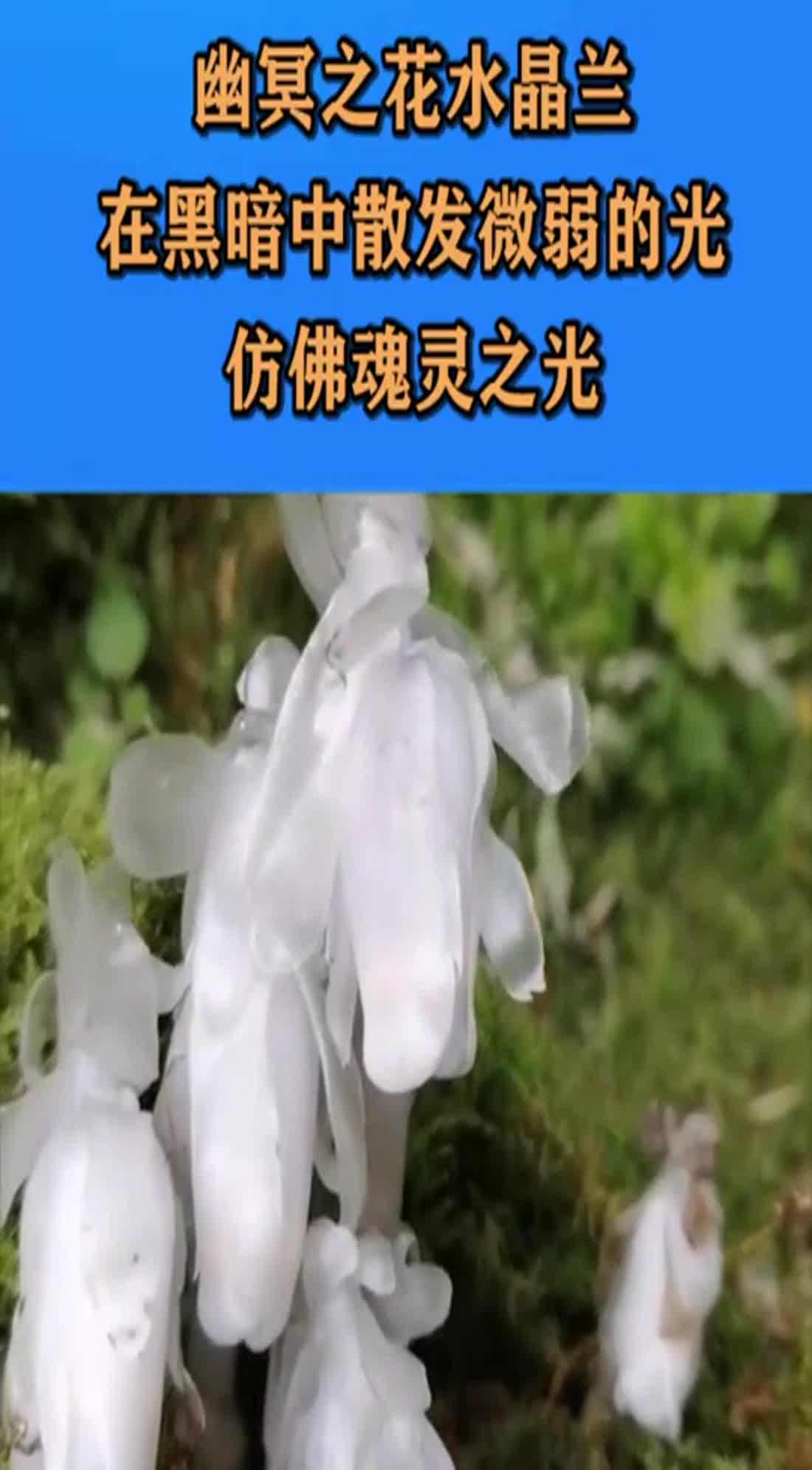 幽冥之花水晶兰在黑暗中散发微弱的光仿佛魂灵之光