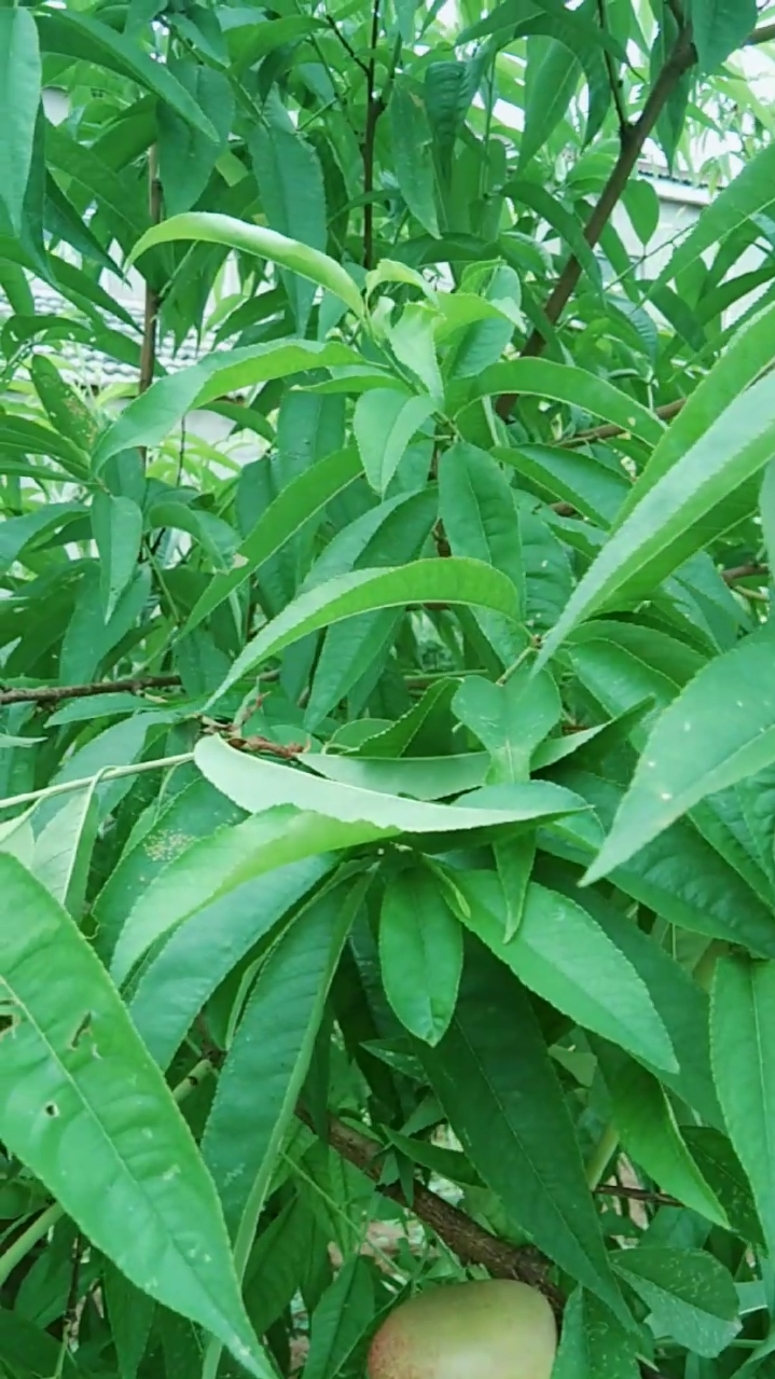 我家的仙桃树,长不大的小猴桃