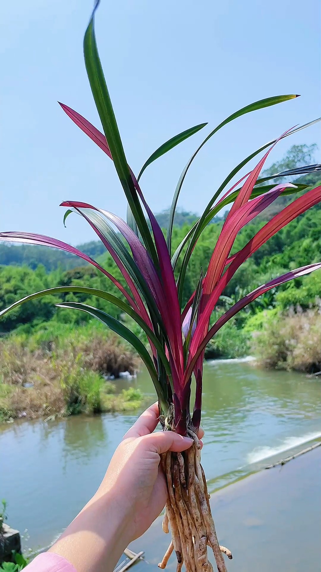 兰花#百看不厌的红草红荷