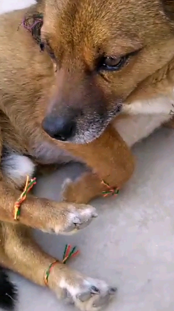 嫉妒狗子的第一天!我都没有小红绳!