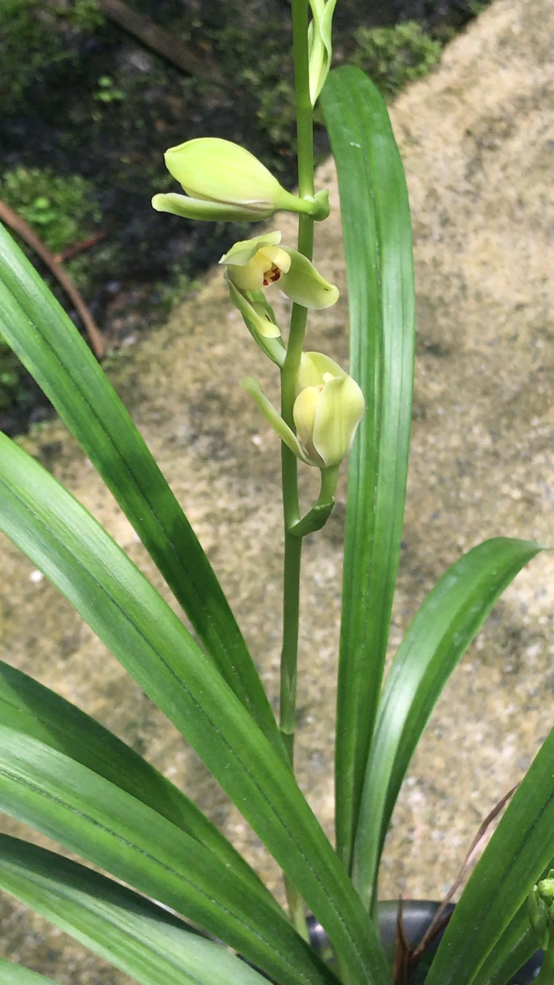 建兰高档最美梅瓣《夏皇梅》