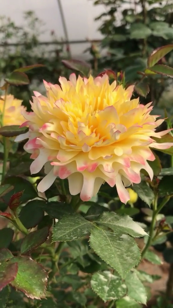 感谢全民我要上热门#欧月烟花波浪