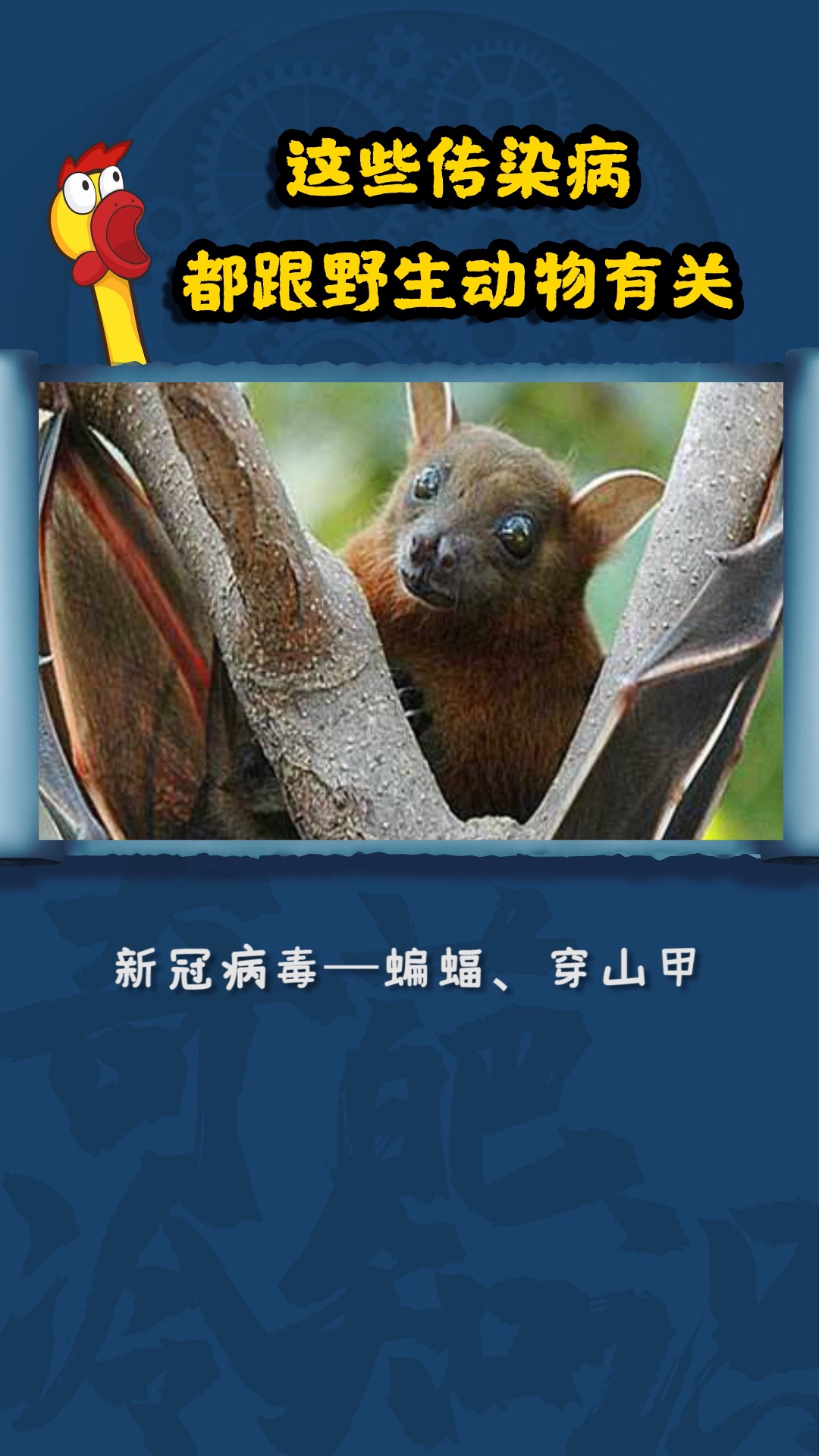 每天一点冷知识#【冷知识】如何避免传染来自野生动物的病毒?
