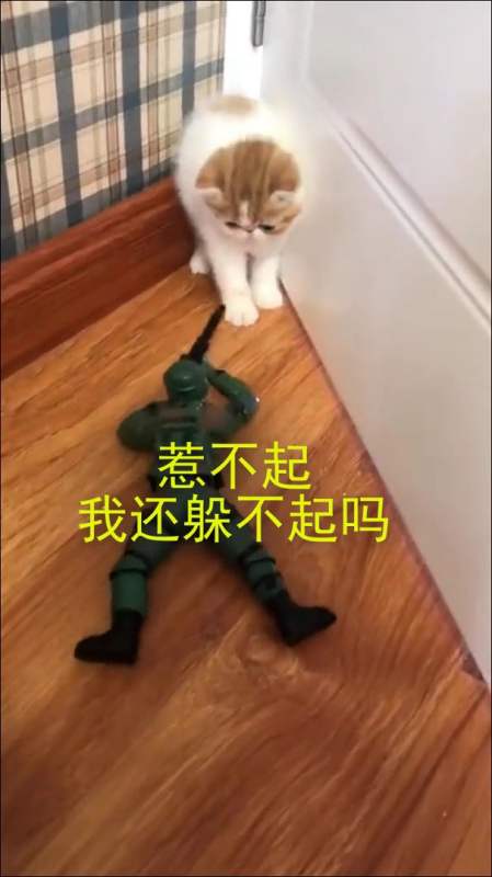 搞笑萌宠#惹不起,难道我还躲不起吗?