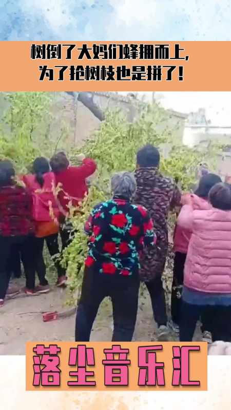树倒了大妈们蜂拥而上,为了抢树枝也是拼了!