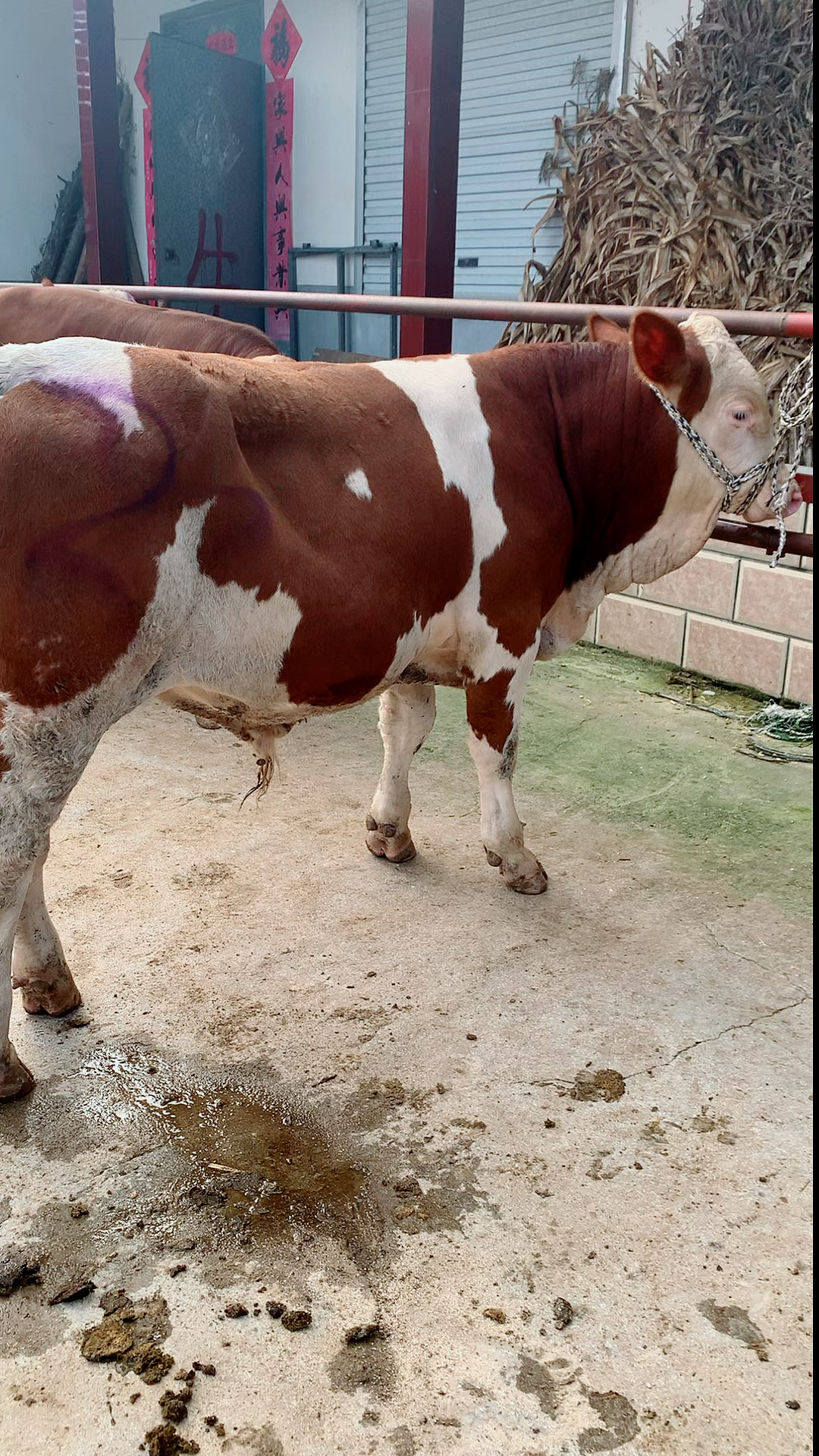 莱州肉牛老葛西门塔尔小公牛-度小视